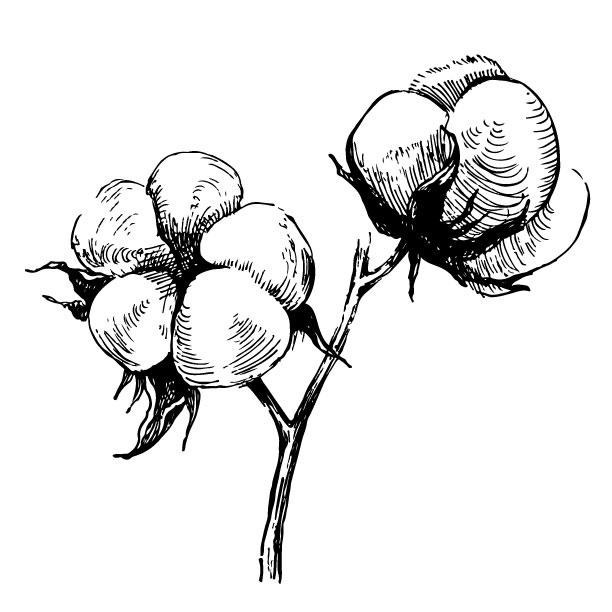 bio-baumwolle